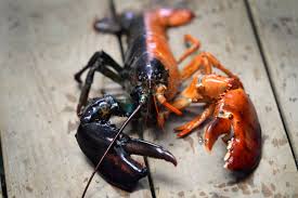 Rare split-colored 1-in-50-million lobster — a lesson in probability and rare events