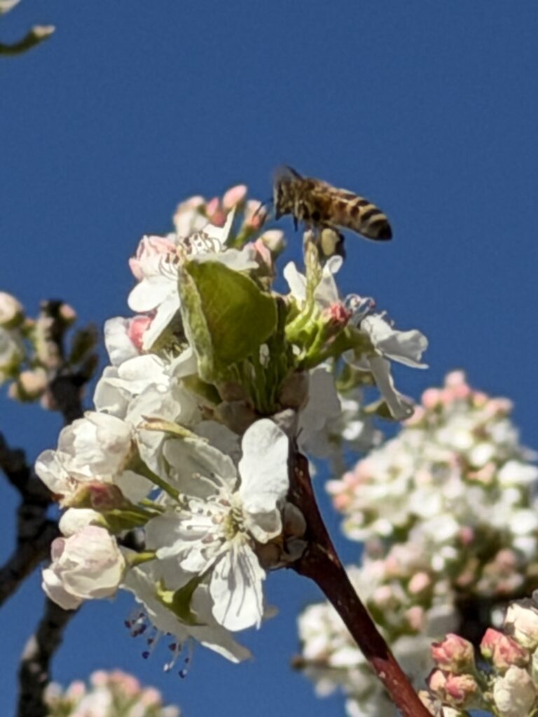Pollinator on white spring blossoms with pink buds against a Colorado blue sky