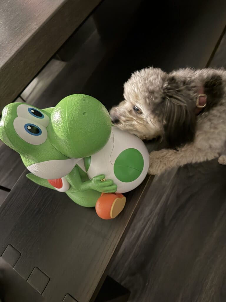 Small dog sniffing green toy dinosaur