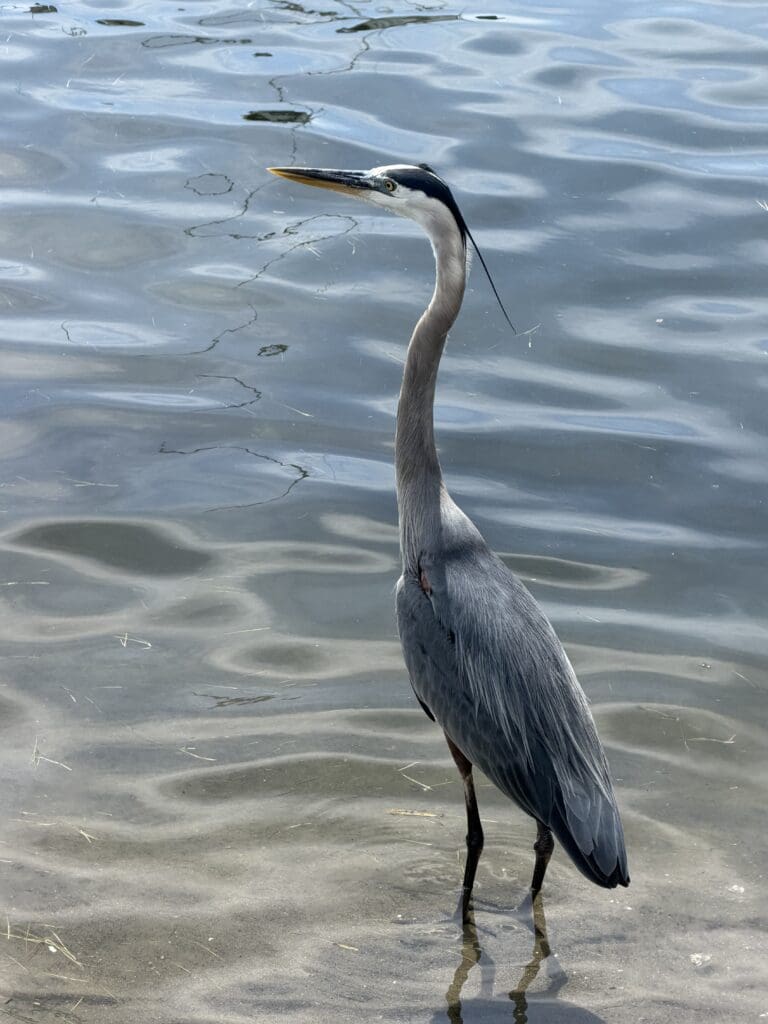 Great blue heron standing in shallow water