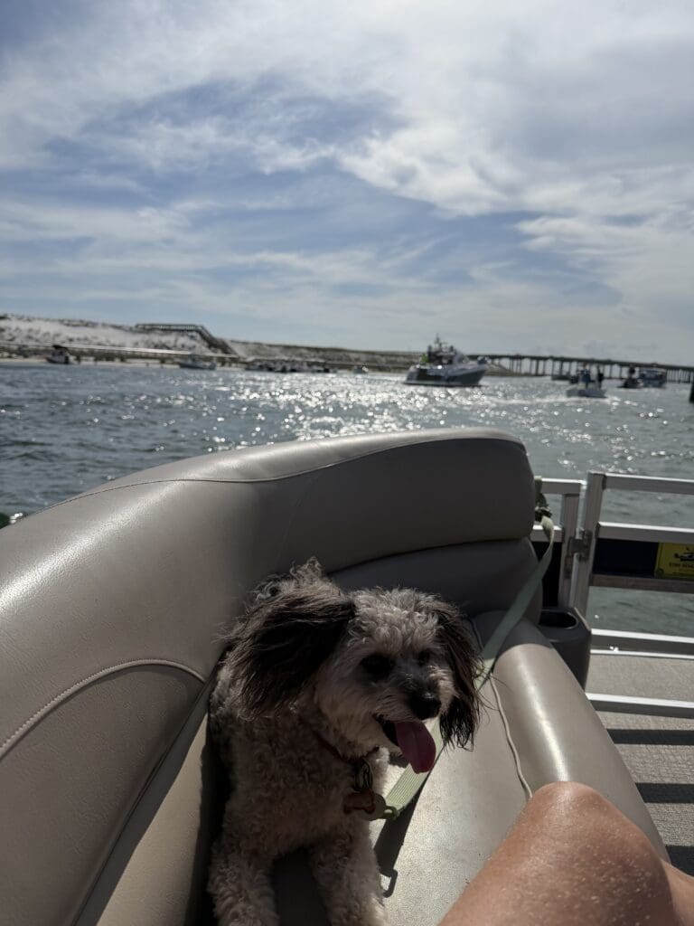 Dog sitting on boat seat