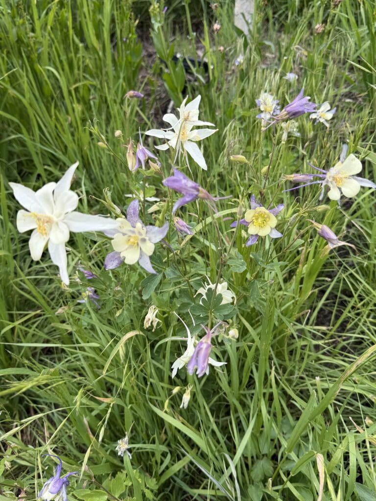 White and purple columbine flowers in grass