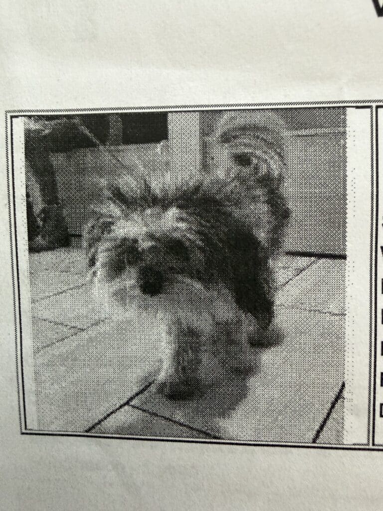 Newspaper halftone image of small dog